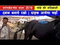लटूरी की कड़क डील से घोड़े का हुआ लाखों का सौदा Sarangkhgeda Horse Market 2019 - Horse Price In India