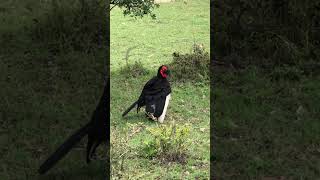 Southern ground hornbill #africa #animals #birds #travel #viral #trending #vlog #wildlife #beautiful