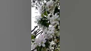 Цветущие яблони в парке Куракина дача в Санкт-Петербурге. #куракинадача #яблоницветут