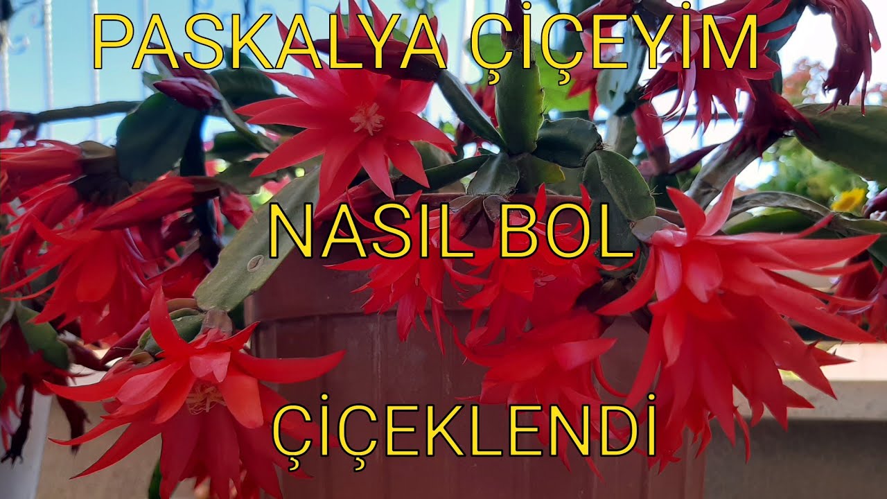 #PASKALYA ÇİÇEYİM#TOPRAK SEÇİMİ#BAKIMI NASIL OLMALI NASIL DİKİLMELİ?