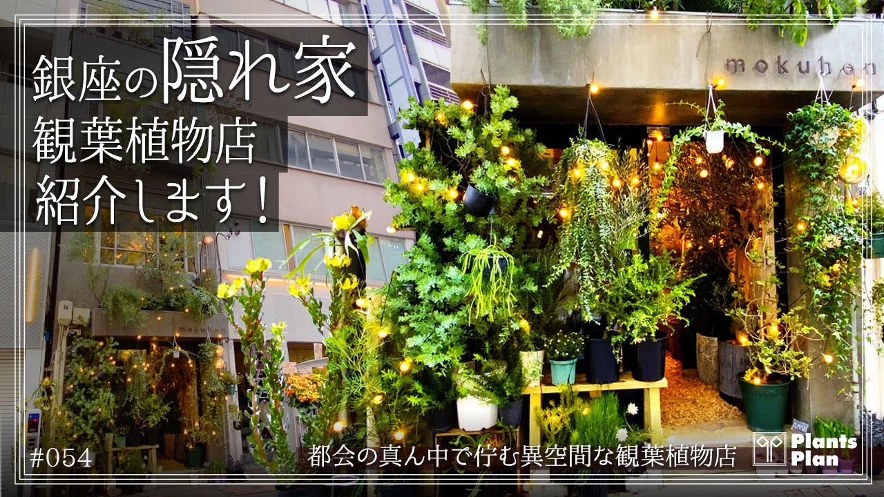 054 [Plant Shop Tour] Introducing a hidden houseplant shop in