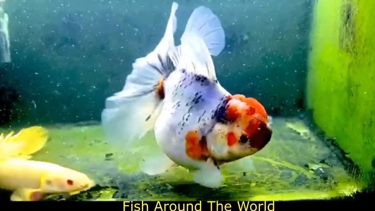 Adorable Goldfish With Other Fish, Goldfish Compilation 123 YouTube