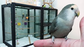 Kuş Odası Vlog Muhabbet Kuşu İspinoz Ve Papağanlar