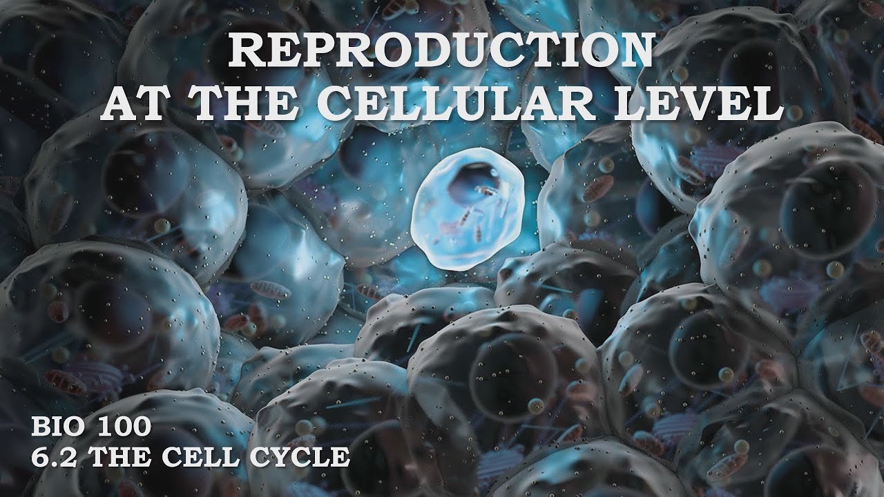 Reproduction at the Cellular Level : The Cell Cycle - YouTube