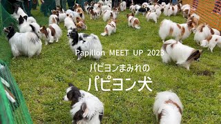 かつてないパピヨンまみれに圧倒されるパピヨン犬 #84
