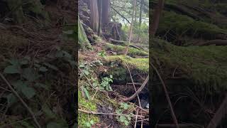 #shorts#nature #naturalcalm #naturesvoice #naturewalk #naturelove #springdiaries #hiking #forest