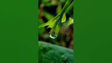 RAIN 💧#photography #music #rain #drops #trending #droplets #macro #nature #mobilephotography #viral