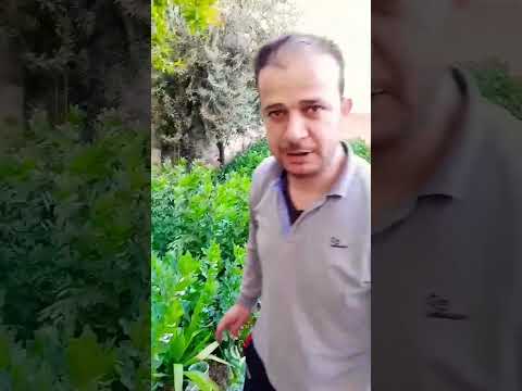 طريقة التخلص من الحلزون  