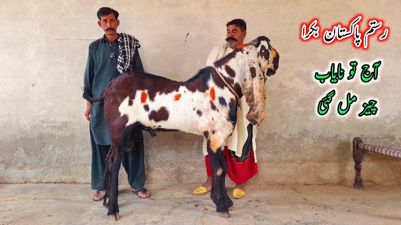 Pakistan Rustam Raja Son OF Rustam e Pakistan- Top Quality Breeder Buck - Big Goats 2025 ...