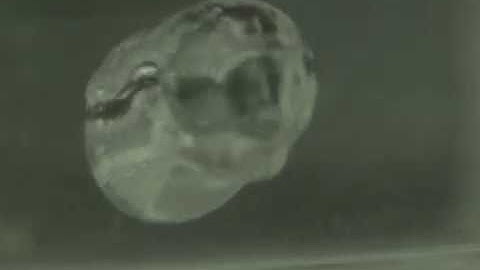 High Speed Video: Bubble coalescence