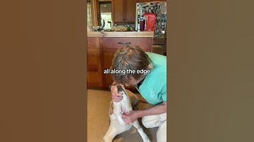 Naturally treating Pippi’s Hot Spot!