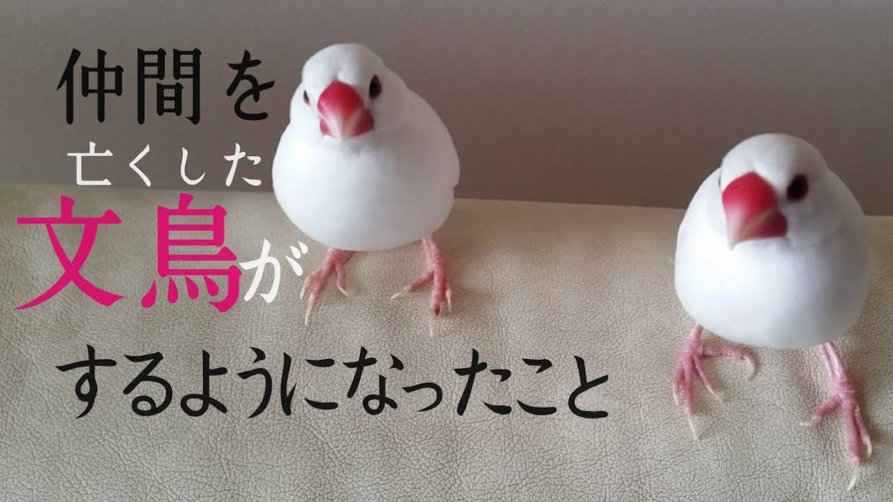 仲間を亡くした文鳥がするようになったこと What The Java Sparrow Who Lost His Partner Came To Do 文鳥 仲間の死 インコ Youtube