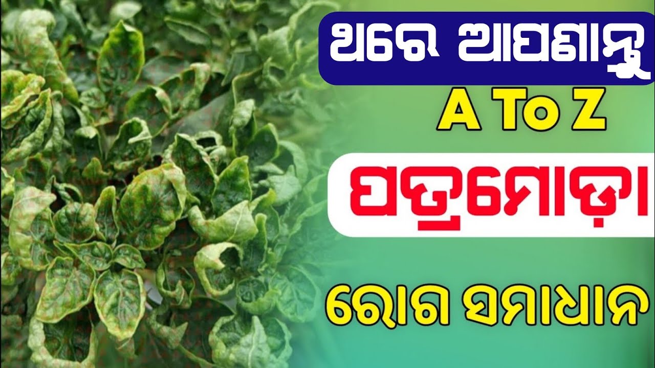 Leaf Curl Deasease In Chilli | Lanka Patra Moda Roga | Leaf Curl Virus Control | Whitefly Mites