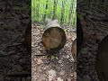 #nature #forest #forestlife