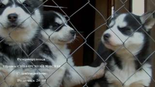 Щенки СИБИРСКОЙ ХАСКИ Щенки СИБИРСКОЙ ХАСКИ