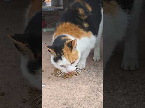 비 오는 날 한달만에 만난 삼색이 #고양이 #길고양이 #cat #shorts