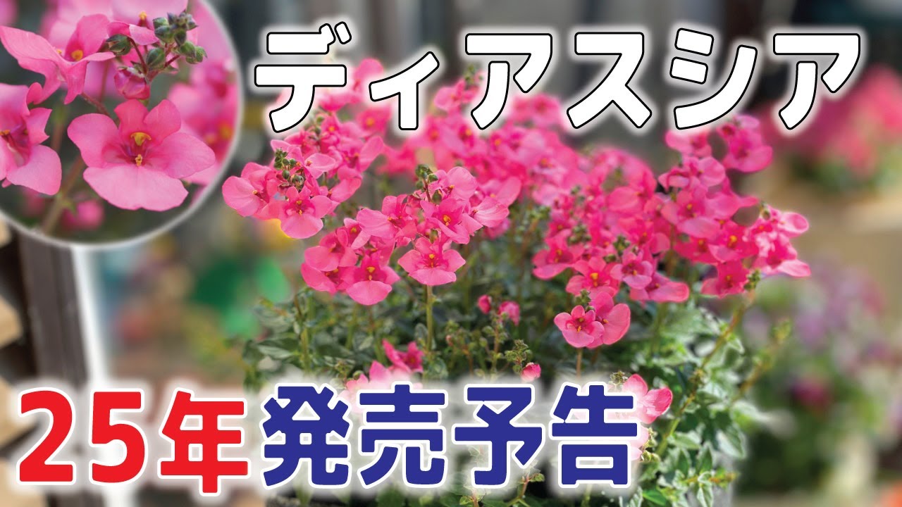 朗報】【再販】25年発売、18年振りにディアスシアを販売。1年早いけど
