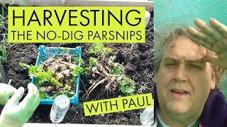Harvesting Parsnips from our No Dig Raised Bed