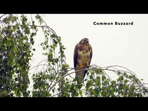 Common Buzzard calls