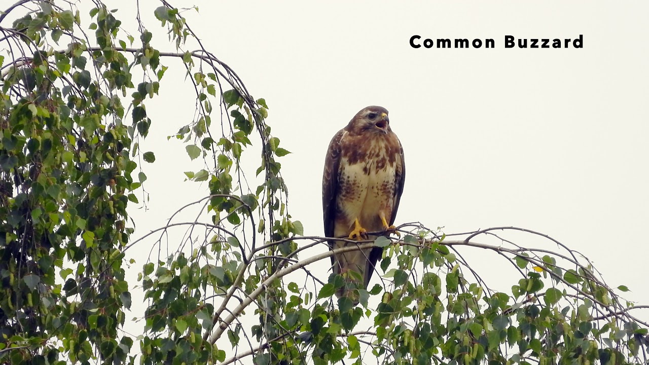Common Buzzard calls YouTube