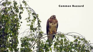 Common Buzzard calls