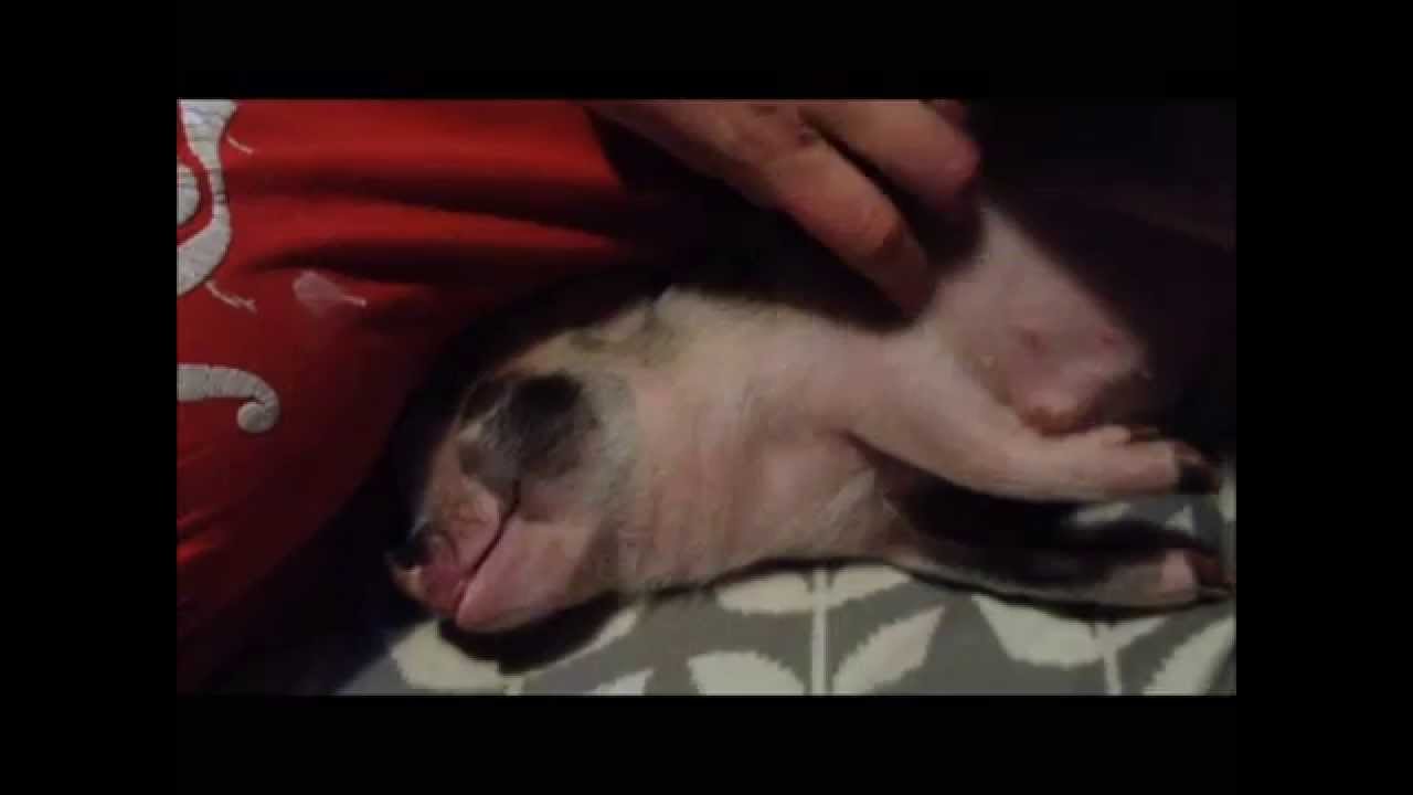 Lemmy the micro mini pig