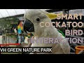 Kuching Mini Zoo, VH Green Nature Park - Burung Kakak Tua Pintar