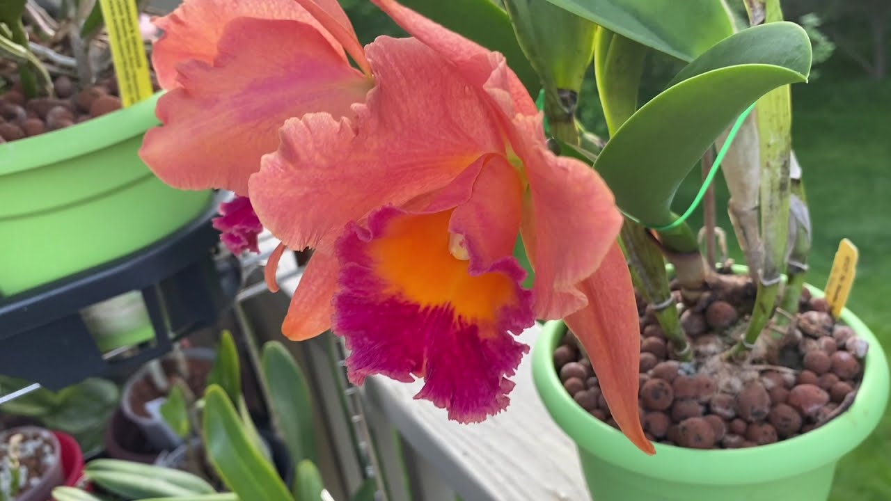 卡特兰的生长周期及照料要点 Cattleya growth cycle and culture tips