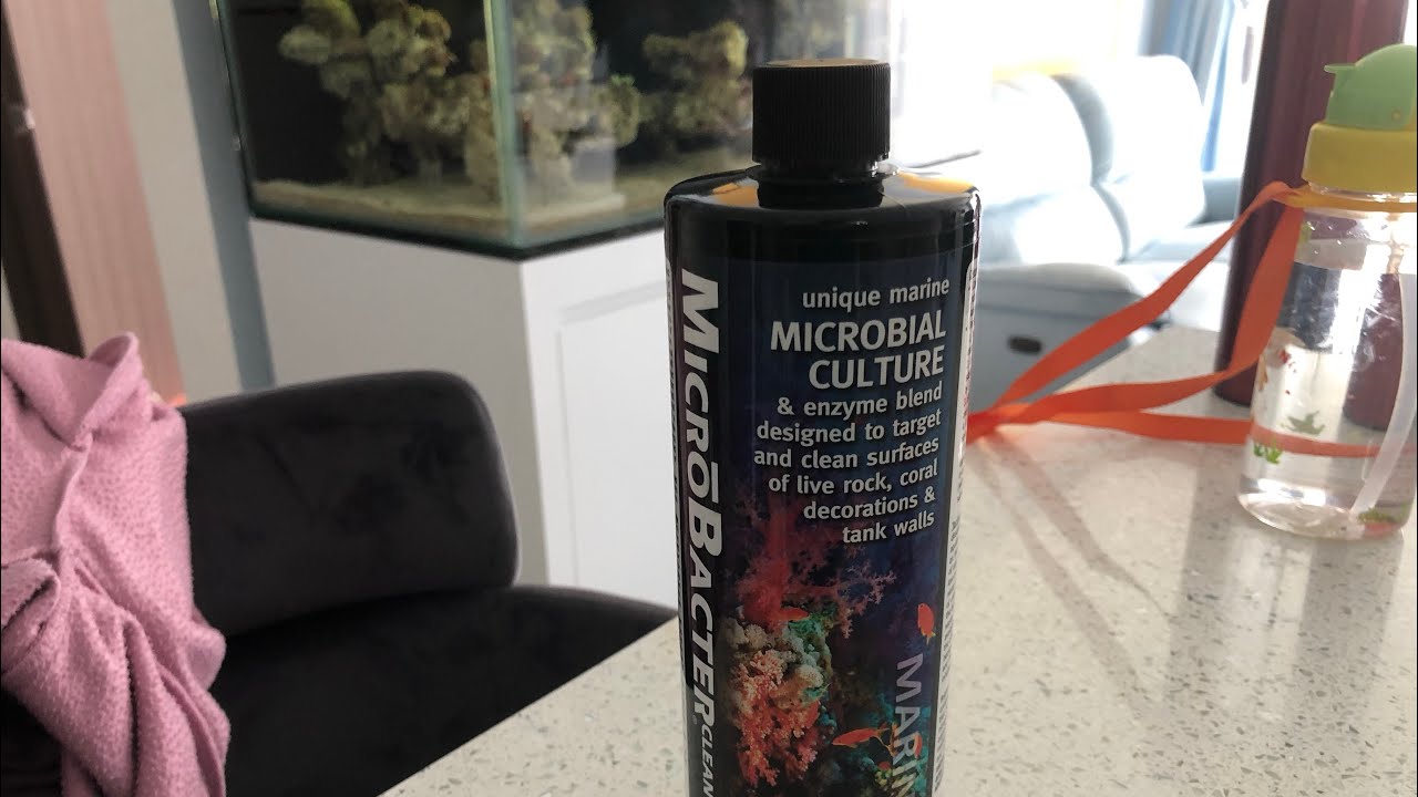 Adding Wrasses and Microbacter Clean Reef Tank 120gal 500L Malaysia