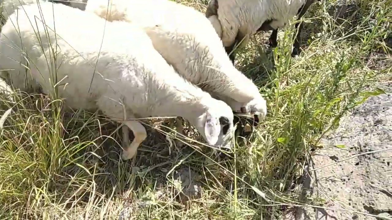 SARILIK HASTALIĞI VE TEDAVİSİ KUZULARI SATIK.......