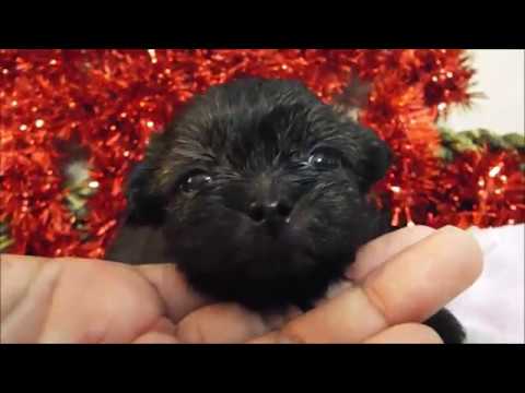 Elsa 3 weeks old video camera iphone 8 plus apk