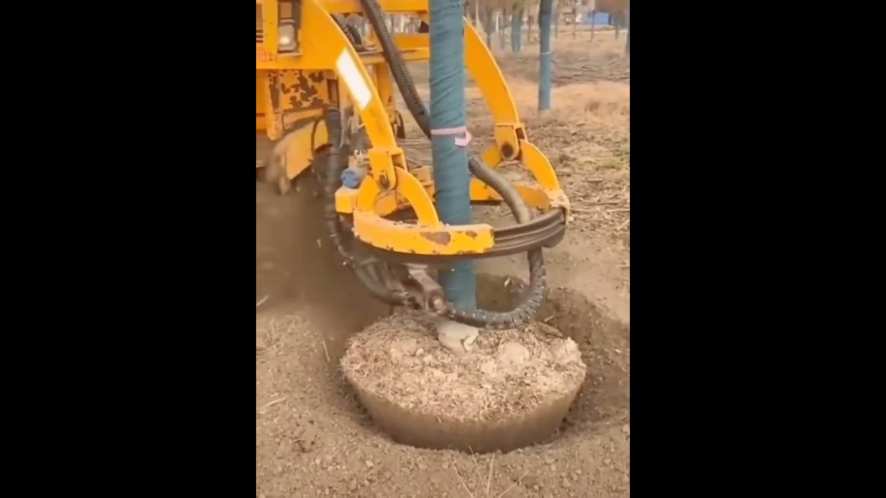 Amazing moving large trees by tree moving machine! 