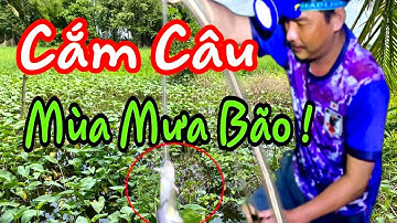 Đi Cắm Câu Cá Trê Khủng Đầu Mùa Mưa Bão - Những Cơn Mưa Rào Bất Chợt Tháng 8 | Duy 94 Vlog