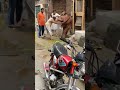 Cow Surprised Goat Fahad Weather 