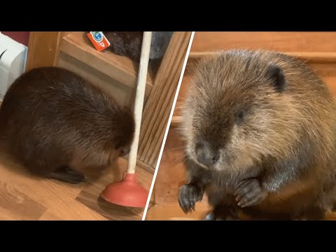 This beaver uses a plunger for building his unique &rsquo;dams&rsquo;