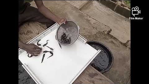 LESSON 3: IMPORTANCE OF SORTING AND GRADING IN FISH FARMING