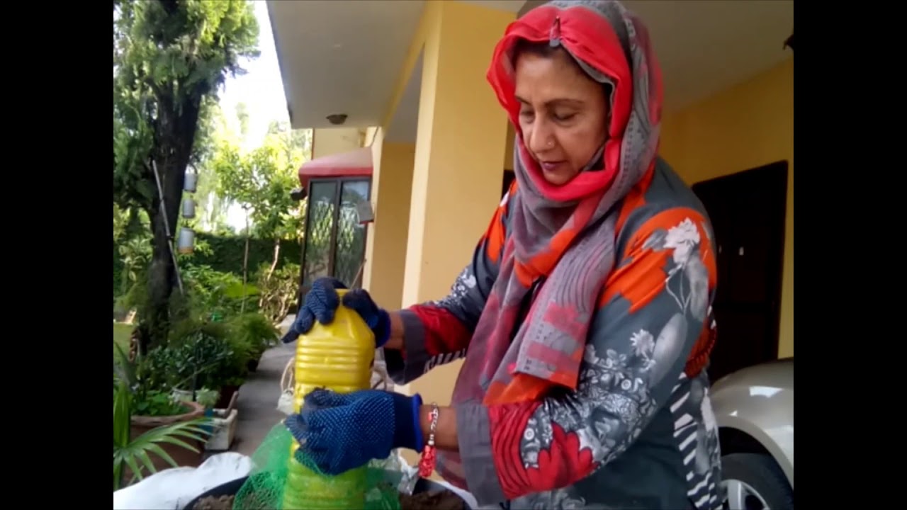 HOW TO GROW PHYLLOCACTUS IN HANGING CONTAINER