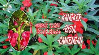 amazing benefits of water henna flower plant