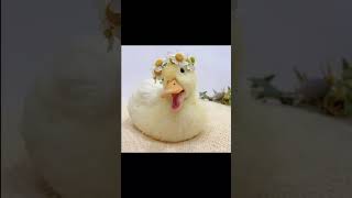 Cute duck photos #ducks #viral