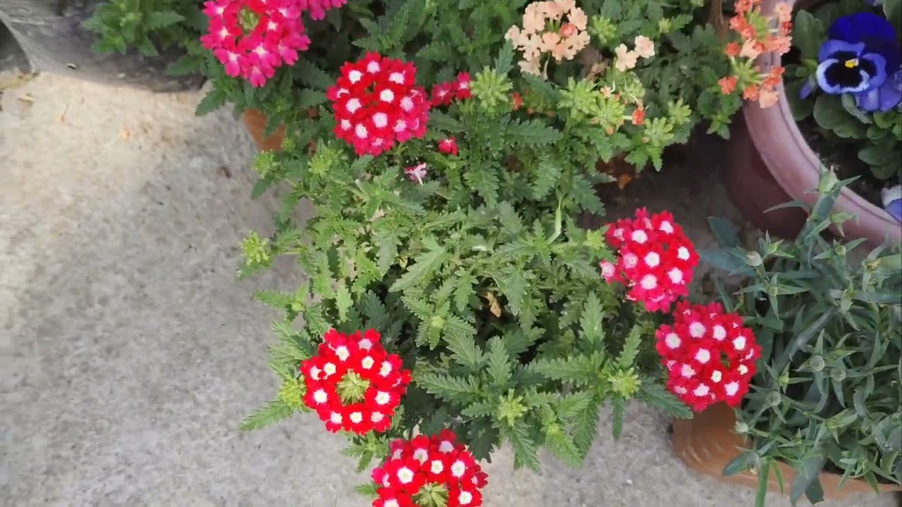 Winter blooms remind us that beauty survives every season.”