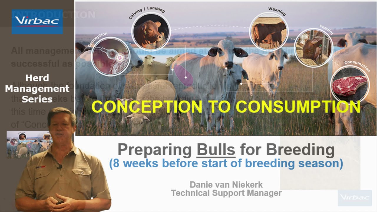Danie from Virbac teaches us the importance of preparing your Bulls for the Breeding Season