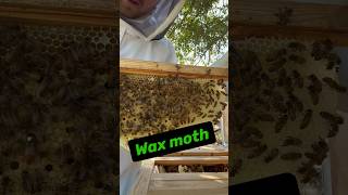 How To Kill Wax Moths! What’s Killing your Honey Bees! #honeybees #homesteading