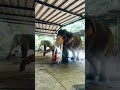 Again the doc… No vaccines please… ~#sinharaja ~ #srilanka #sridaladamaligawa