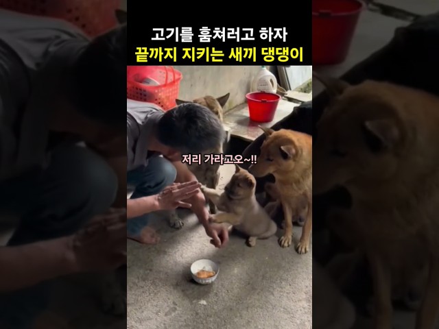 고기를 훔치려고 하자 끝까지 지키는 새끼 댕댕이