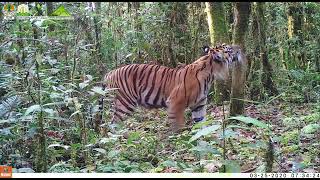 Tiger land- The Leuser Ecosystem