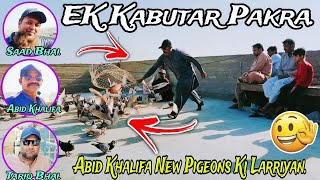 Abid Khalifa | Kabootar Bazi | Pigeon Fight In Pakistan | 450 Pigeons Macht | Catch 1 Pigeon Today.