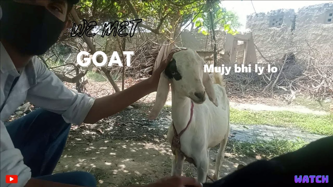Goat Is My Friend | We Met Goat | Village Part 3