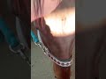 なでなでを要求してくる可愛い子