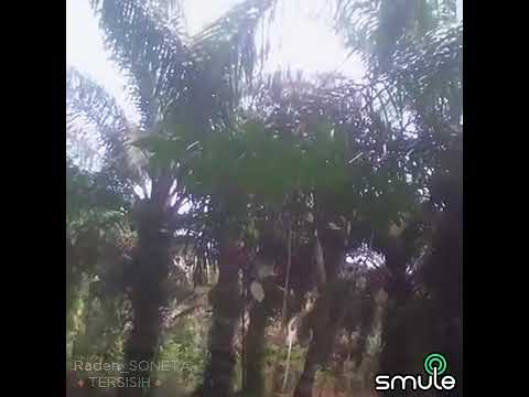 TERSISIH RADEN SONETA