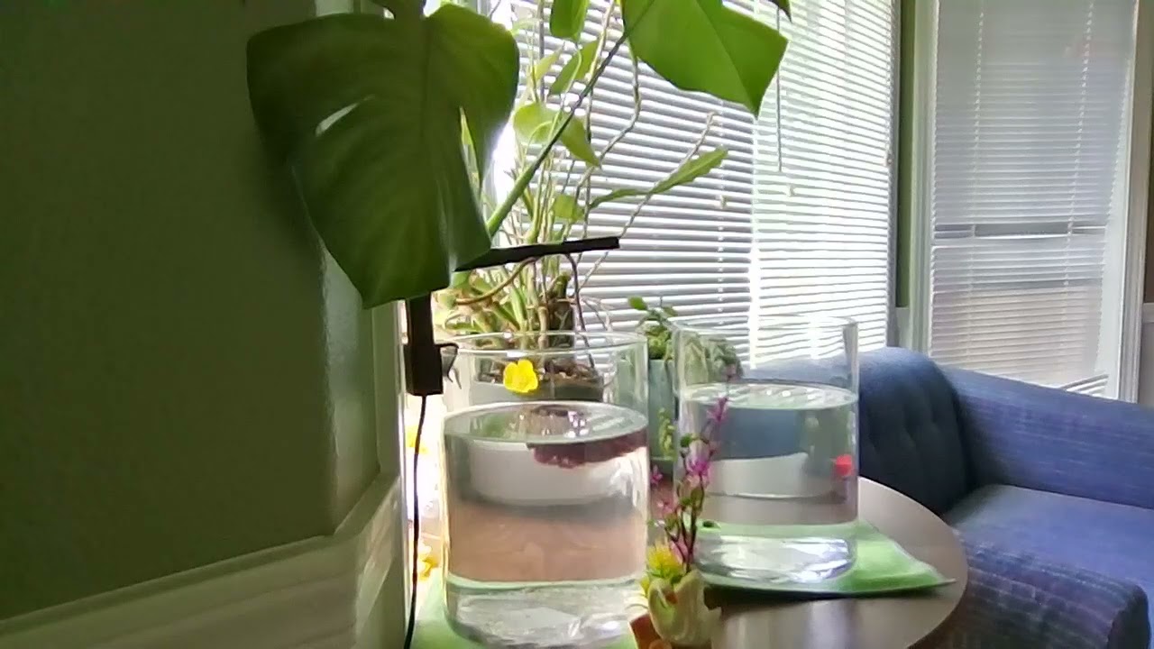 8.19.25 Tuesday half-moon betas 1